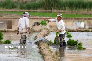 گزارش تصویری | رونق کشت برنج در حاشیه رودخانه قزل اوزن