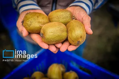 ایران زیباست | برداشت کیوی در غرب گیلان