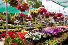 دسترسی آسان&zwnj;تر به نهال و گل در غرفه&zwnj;های فروش ویژه شهرداری مشهد + فیلم