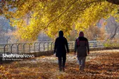 تا پایان فصل خزان، برگ‌های پاییزی معابر پرتردد مشهد جمع‌آوری نمی‌شود