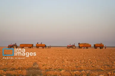 گزارش تصویری | کشت نیشکر در خوزستان