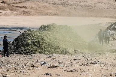 معدوم سازی چهار تن ناس و تنباکو
