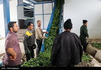 ایران زیباست | برداشت چای بهاره - گیلان
