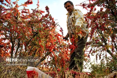روزهای سرخ خراسان جنوبی