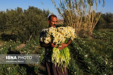 ایران زیباست | مزرعه گل نرگس - گلستان