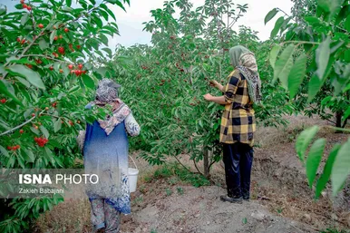 ایران زیباست | برداشت گیلاس در روستای بندبن
