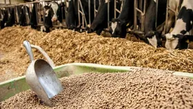 کوتاهی وزارت جهاد، موجب وضعیت فعلی بازار نهاده&zwnj;های دامی شده است