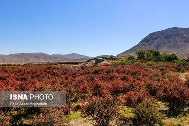 برداشت «زرشک» در روستا‌های خراسان جنوبی