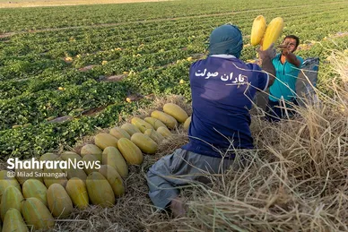 فصل برداشت خربزه‌ جامی