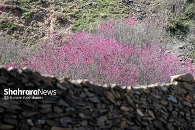 ایران زیباست | «ارغوان» پنجه‌ی خونین زمین