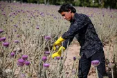 خشکسالی، تولید گیاهان دارویی خراسان رضوی را تهدید می‌کند