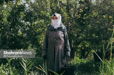 گزارش تصویری | برداشت گلابی از باغات چناران