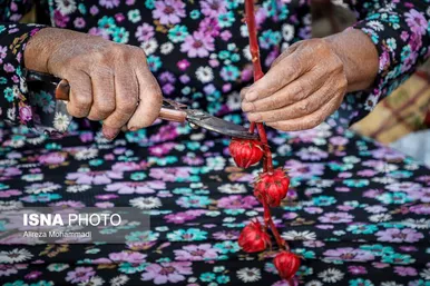 ایران زیباست | برداشت چای ترش در شهرستان کارون