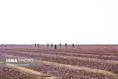 ایران زیباست | طلای سرخ نیشابور