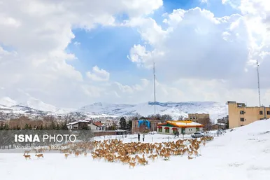 ایران زیباست | سفر قوچ‌ها و میش‌ها در میان رشته کوههای البرز