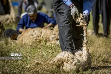 عکس‌های پشم‌چینی گوسفندان عشایر