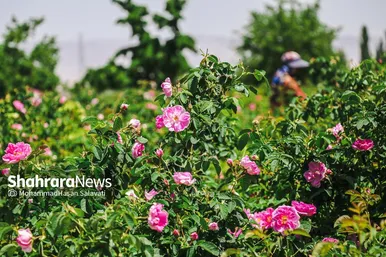 گزارش تصویری | برداشت گل محمدی از روستای فرخد «قمصر خراسان»