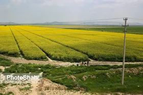 ۷۰۰ هکتار از اراضی زراعی مشهد، زیر کشت کُلزا قرار دارند