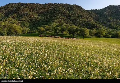 ایران زیباست | طبیعت بهاری منطقه دره اناران سپیدشت خرم آباد