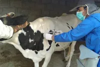 ایمن‌سازی ۱۰۰ درصدی دام‌های خراسان رضوی علیه تب برفکی انجام شد