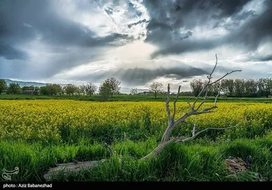ایران زیباست | کشت کلزا در شهرستان سلسله - لرستان