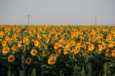 مزرعه آفتابگردان