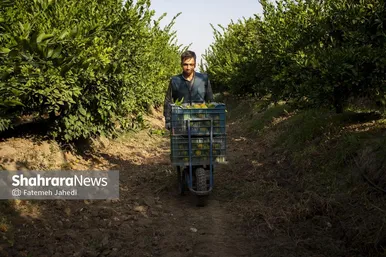 گزارش تصویری | برداشت نارنگی از باغات هاشم‌آباد گرگان