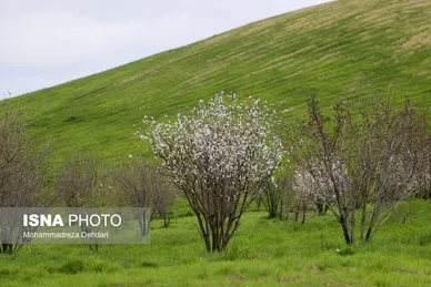 ایران زیباست | زمستان بَهاری در فارس