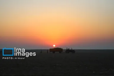 گزارش تصویری | کشت نیشکر در خوزستان
