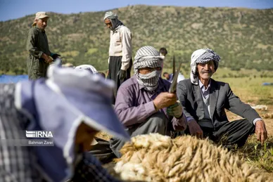 عکس‌های پشم‌چینی گوسفندان عشایر