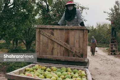 گزارش تصویری | برداشت گلابی از باغات چناران