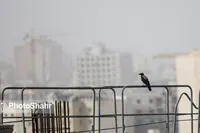پیش‌بینی هواشناسی مشهد و خراسان رضوی امروز (یکشنبه، ۱۴ دی ۱۴۰۴) | آلودگی هوا در مشهد تا پایان هفته افزایش می‌یابد
