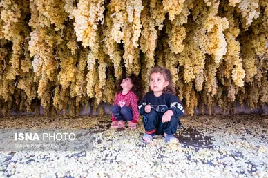 گزارش تصویری | شهرستان تاکستان قطب انگور ایران