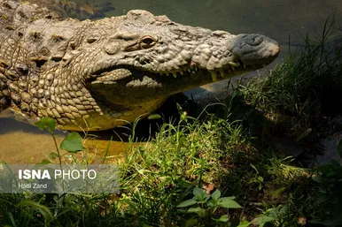 عکس‌هایی از باغ وحش بزرگ تهران