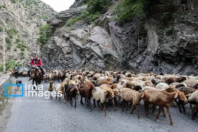 گزارش تصویری | «جاده چالوس» گذرگاه بهاری عشایر