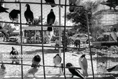 درباره یک جمعه‌بازار متفاوت در دل بیابان‌های پرت‌افتاده شرق مشهد | تماشای جمعه از آسمان هشتم