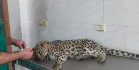 زند&zwnj;ه&zwnj;گیری یک پلنگ سرگردان در محدوده شهری شهمیرزاد سمنان (۷ دی ۱۴۰۴)