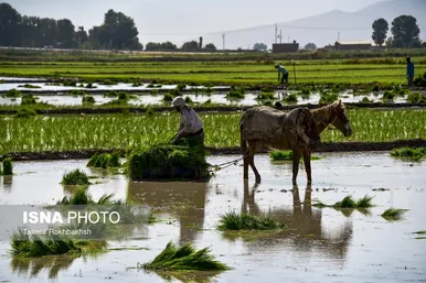 به مناسبت روز جهانی کار و کارگر