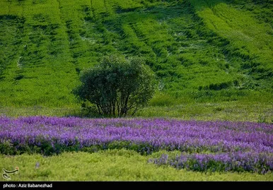 ایران زیباست | دشت گل‌های بنفش در شهرستان خرم آباد