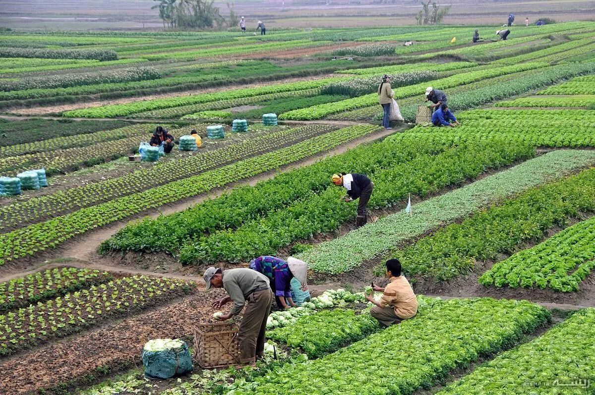 خرده مالکی و پیری جمعیت؛ ۲ آفت بزرگ کشاورزی خراسان رضوی
