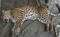 برای نجات یوزپلنگ آسیایی از خطر انقراض، آهسته برانید