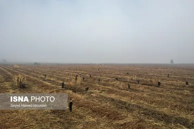 ایران زیباست | از نی تا شکر