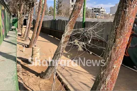 تاج فیروز: به دلیل قطع درختان مدیر مجموعه سجاد را برکنار کردیم| بابت این اتفاق عذرخواهی می&zwnj;کنیم