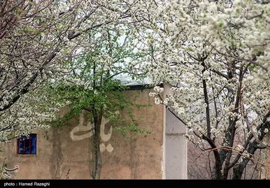 شکوفه‌های بهاری ابهر - زنجان