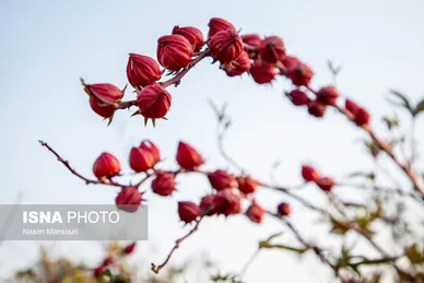 ایران زیباست | برداشت چای ترش در شهرستان کارون