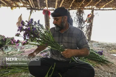 ایران زیباست | برداشت گل در حمیدیه خوزستان