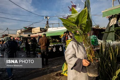 بازار گل محلاتی تهران در آستانه سال نو