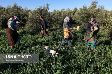 ایران زیباست | مزرعه گل نرگس - گلستان