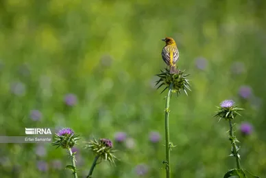 روز جهانی پرندگان مهاجر