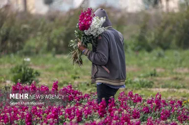 ایران زیباست | برداشت گل در حمیدیه خوزستان